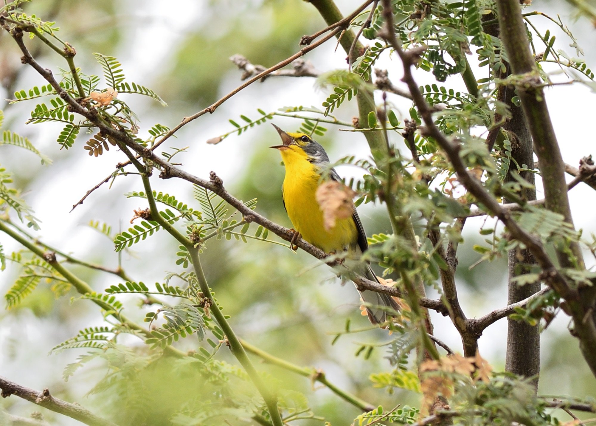 adelaide's warbler