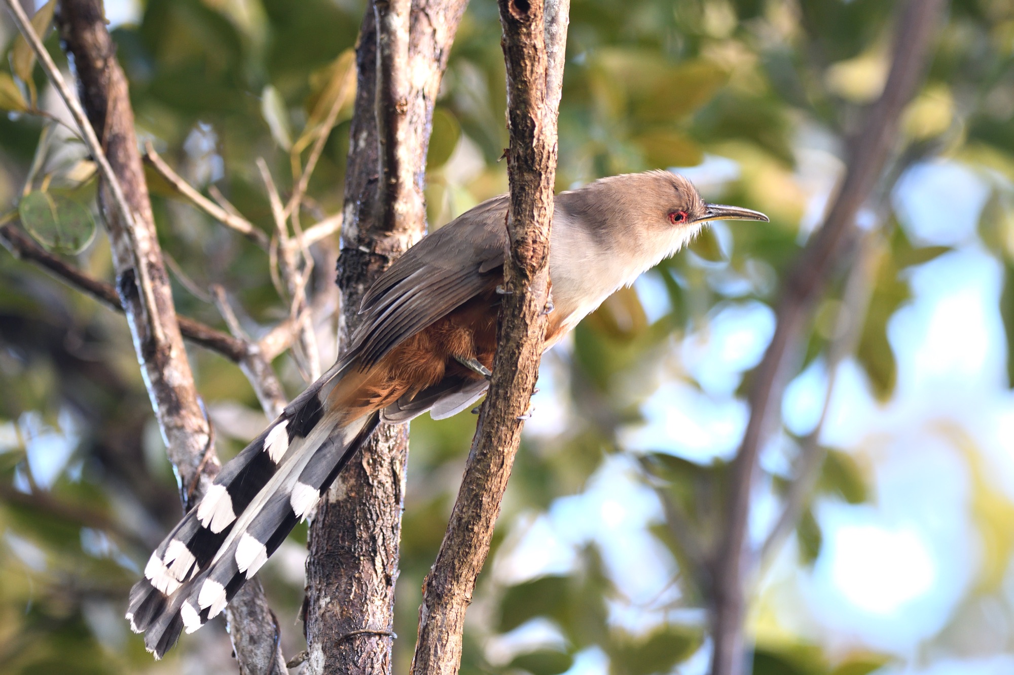 Puerto Rican Lizard Cuckoo