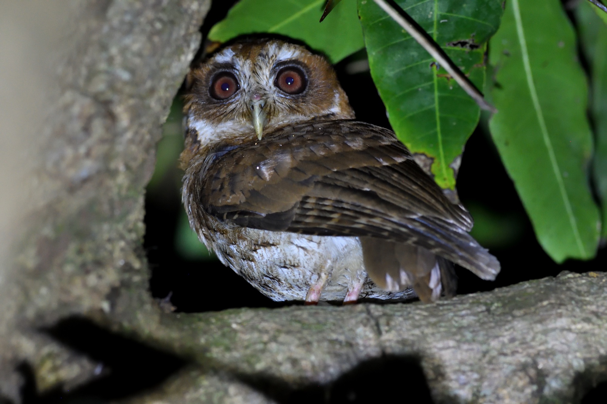 puerto rican screech owl