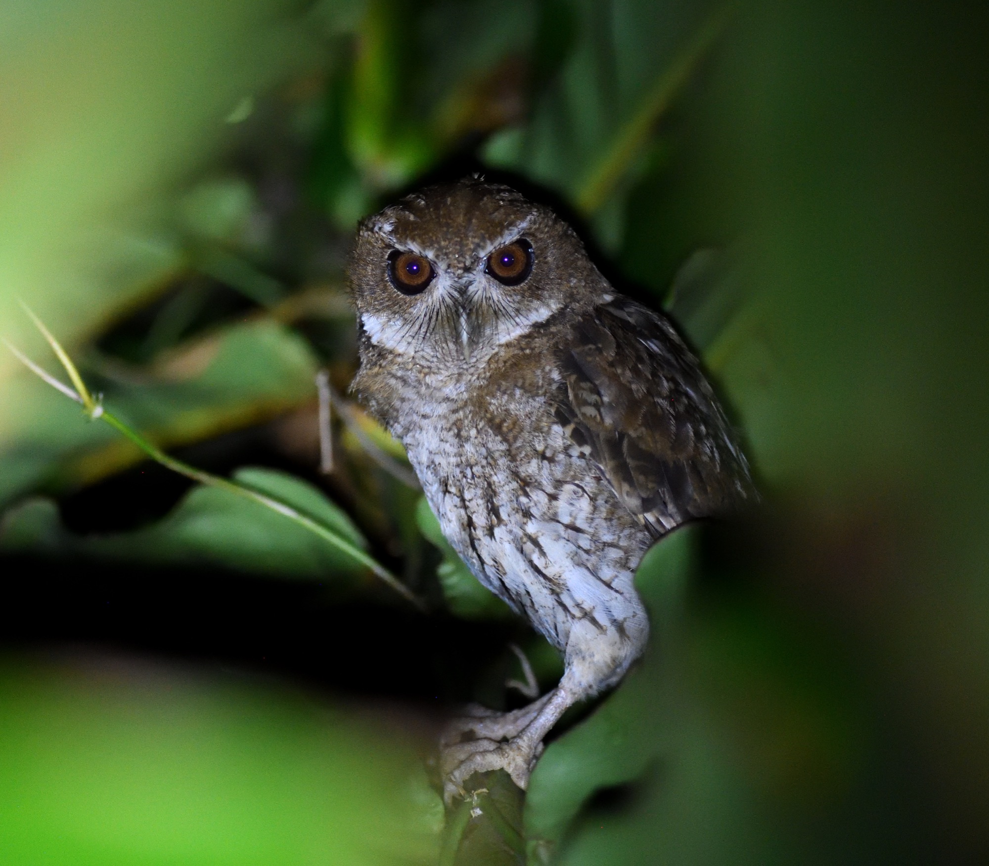 puerto rican screech owl