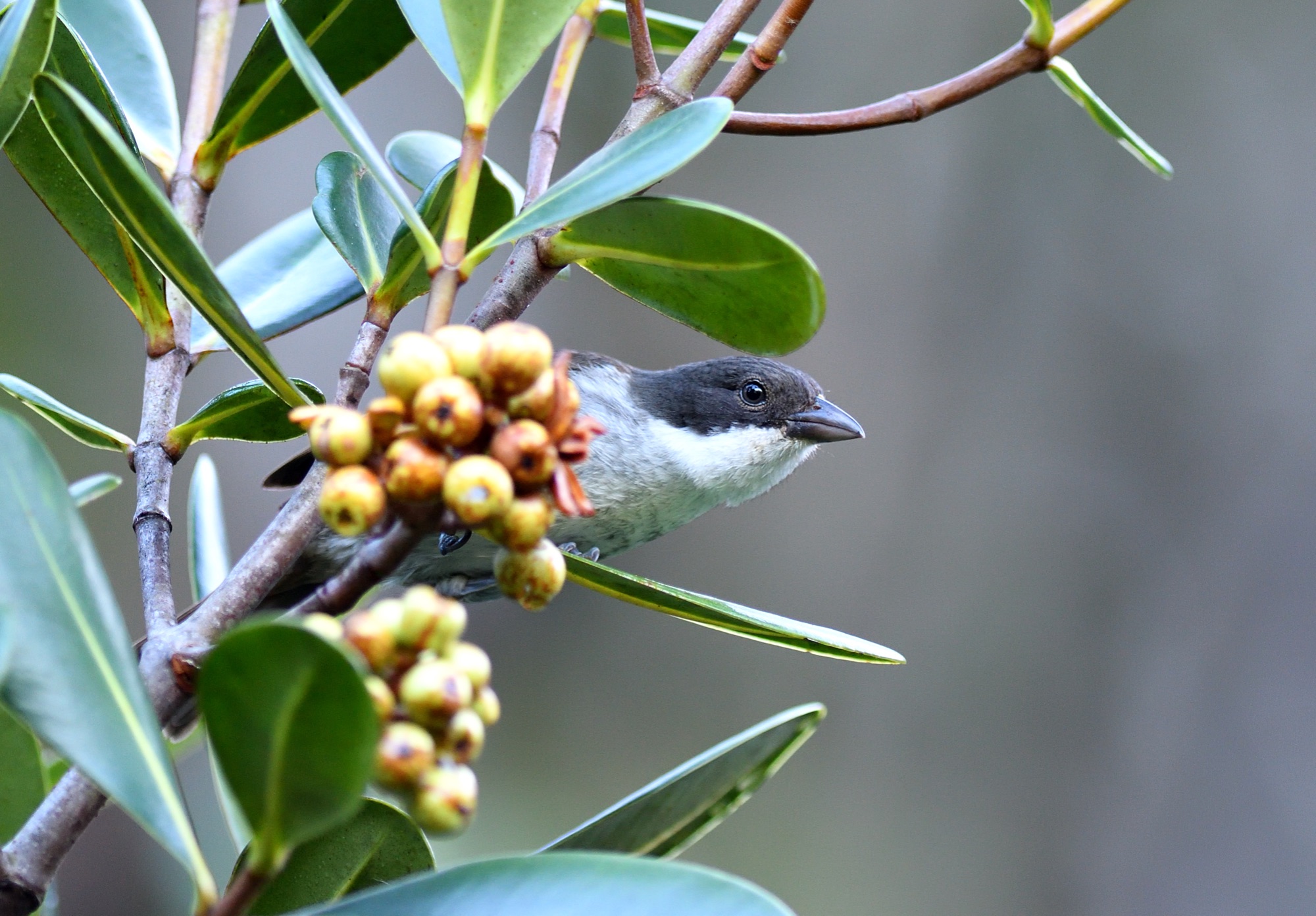 puerto rican tanager