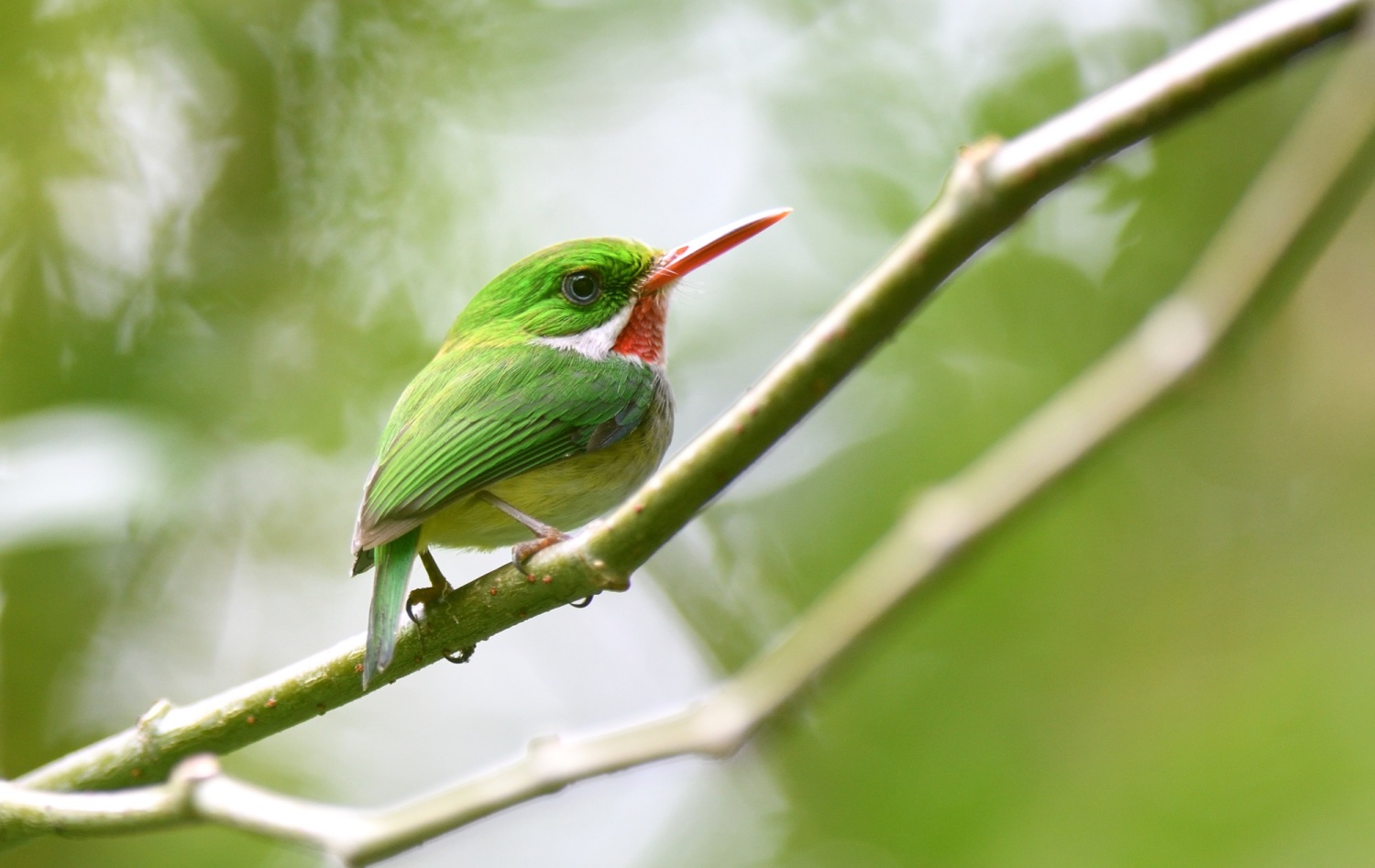 Zoothera Birding - Birdwatching Holidays Around the World