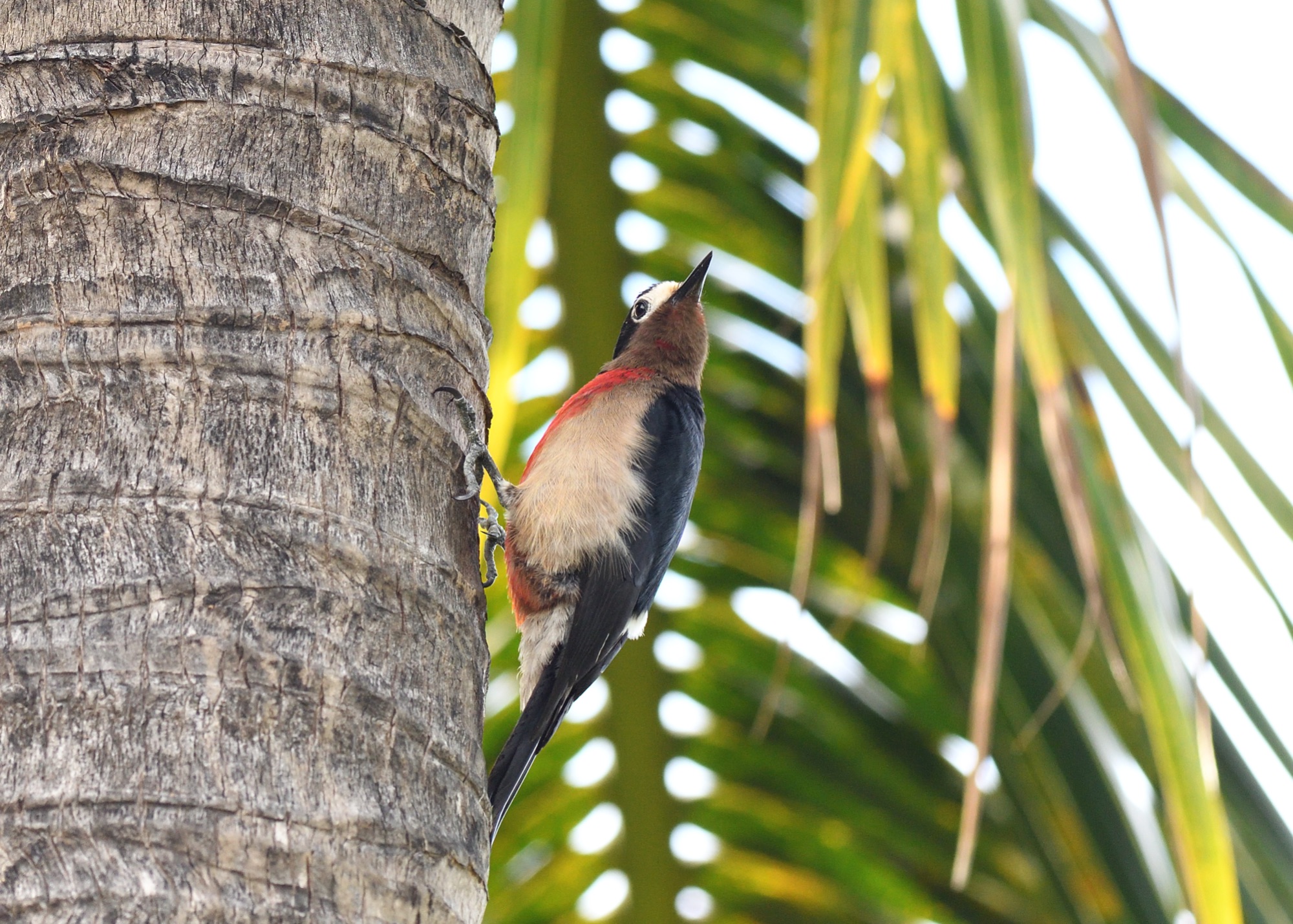 puerto rican woodpecker