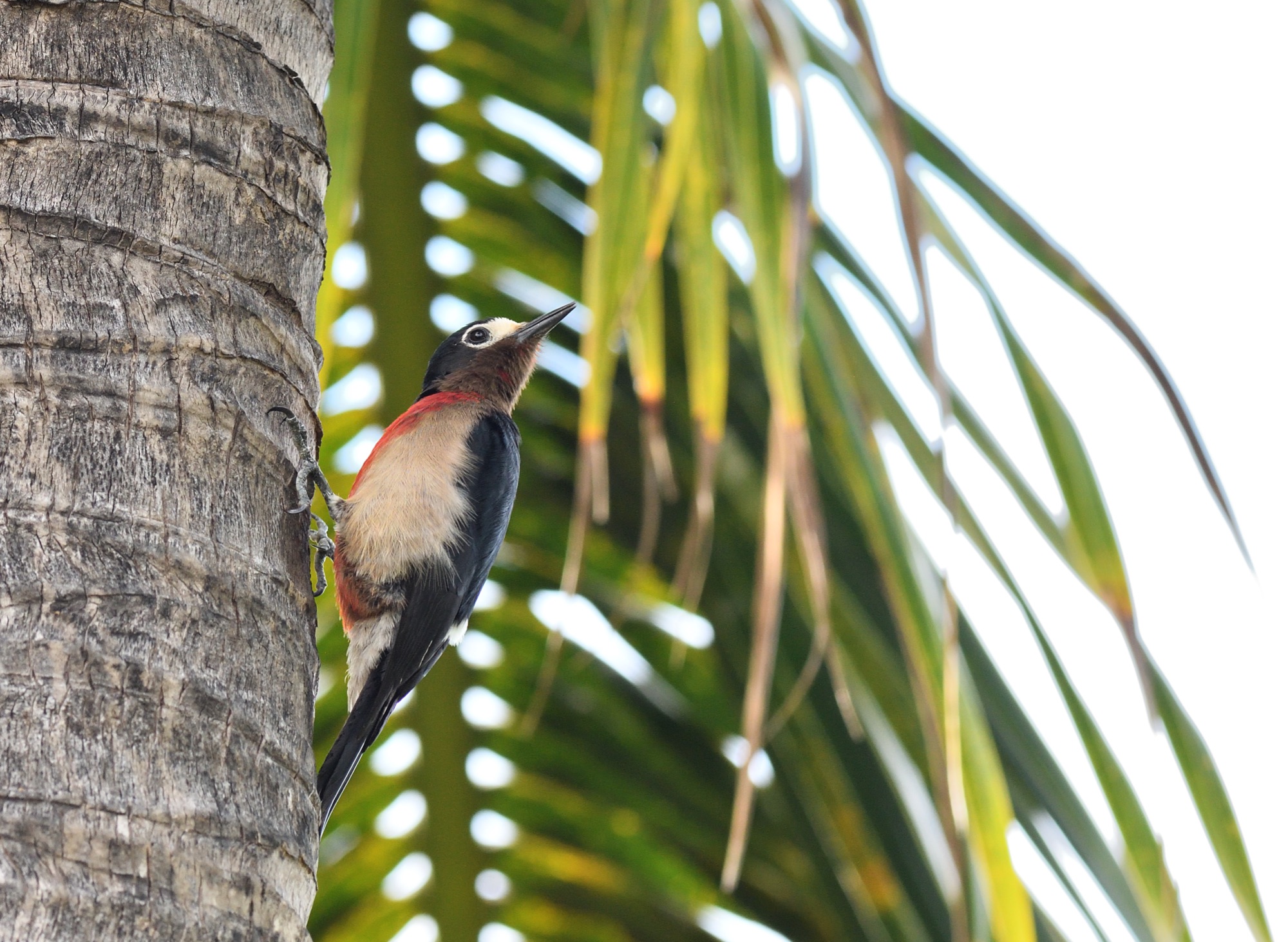 puerto rican woodpecker