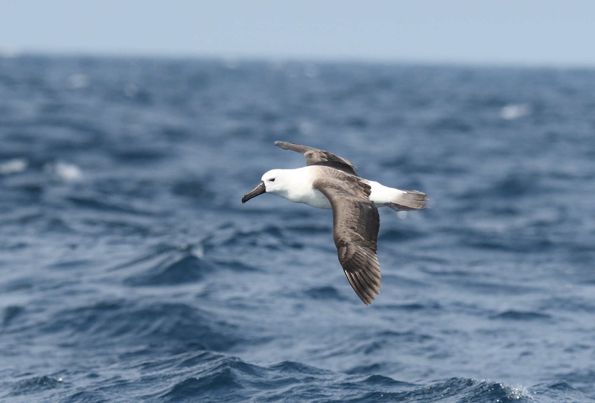 Indian Yellow-nosed Albatross - Kiama Pelagic, Australia 2017_00056