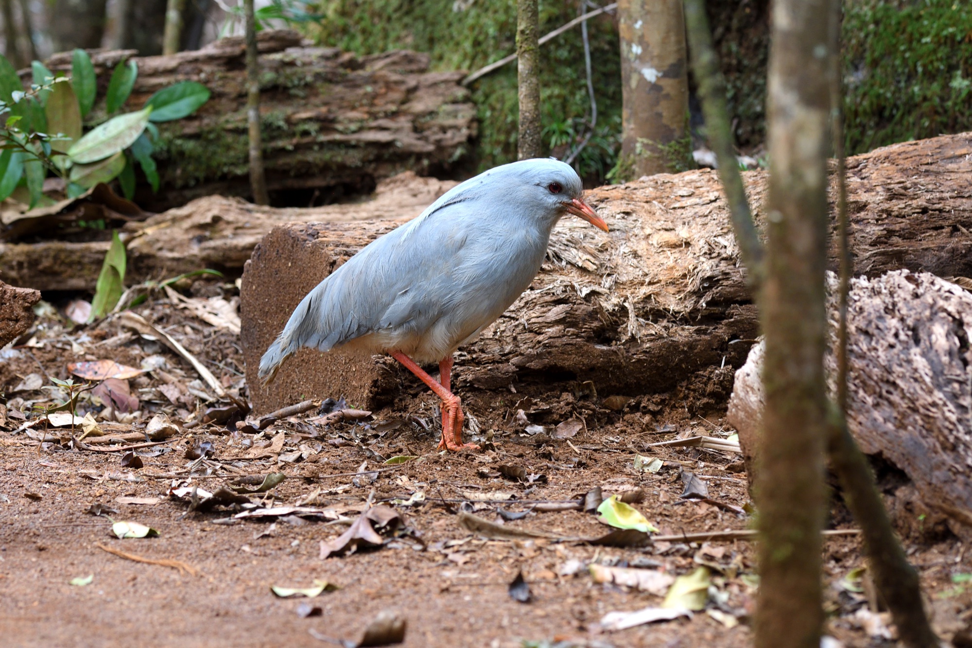 Kagu - Park de la Riviere Bleu, New Caledonia 2017_00057