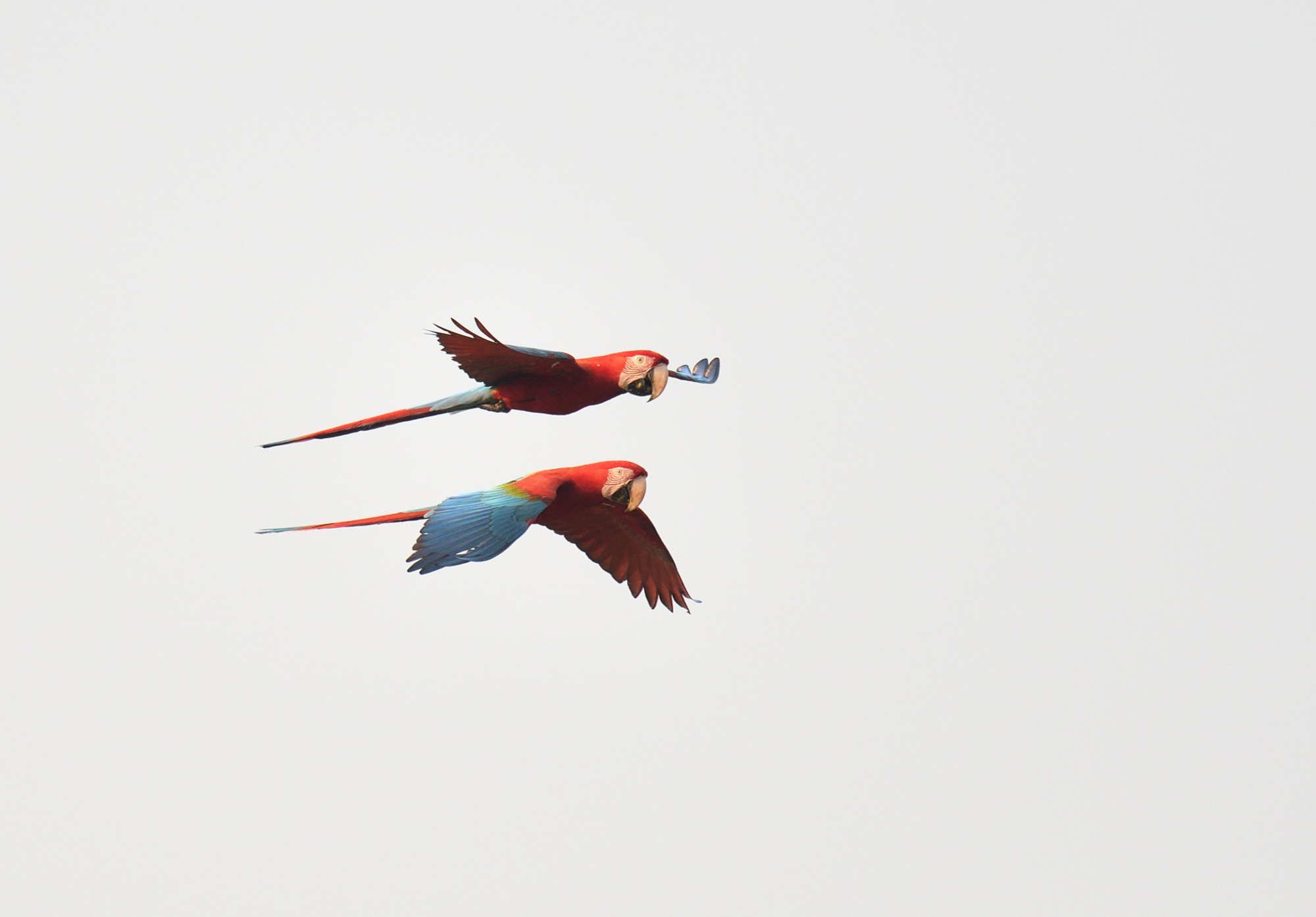 Red-and-green Macaws