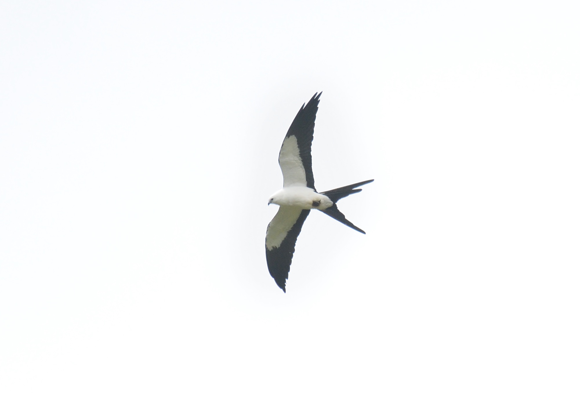 Swallow-tailed Kite