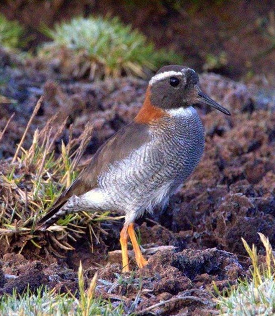 diademed sandpiper plover