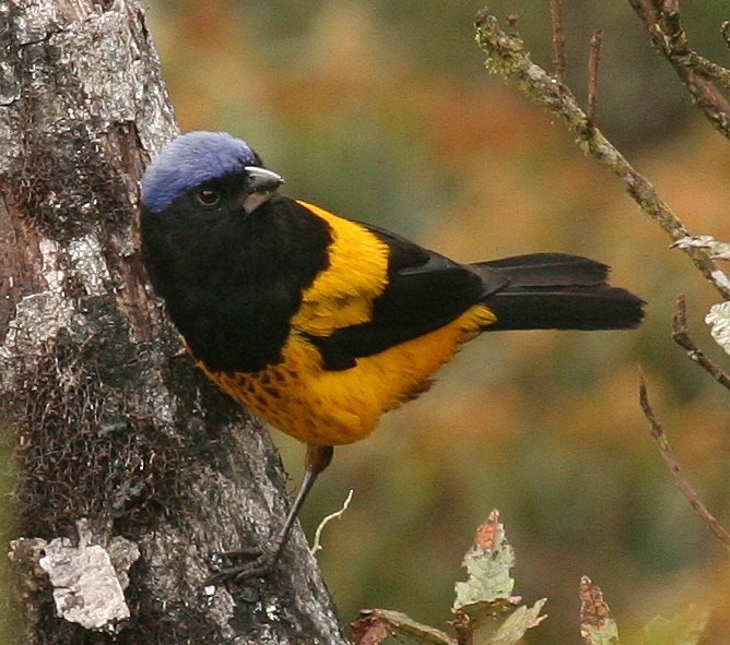 golden-backed mountain-tanager