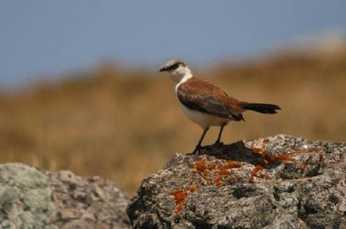 White-bellied Cinclodes