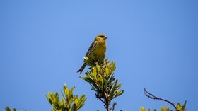 Atlantic Canary