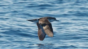 Barolo Shearwater