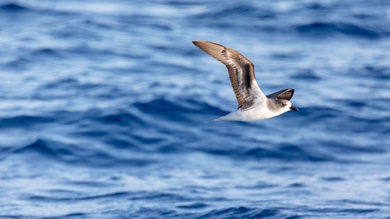 Zino's Petrel