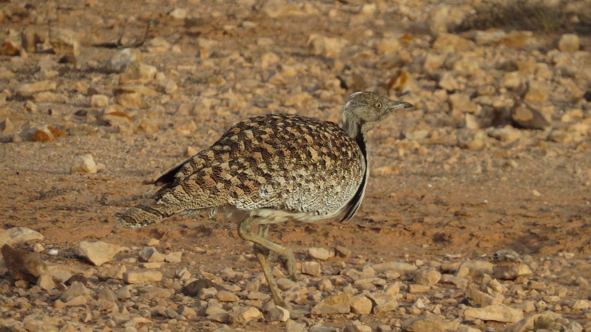 houbara bustard