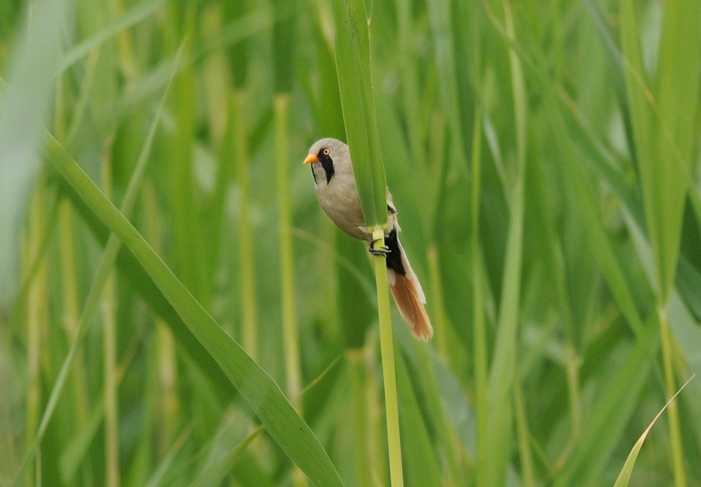 Bearded Reedling