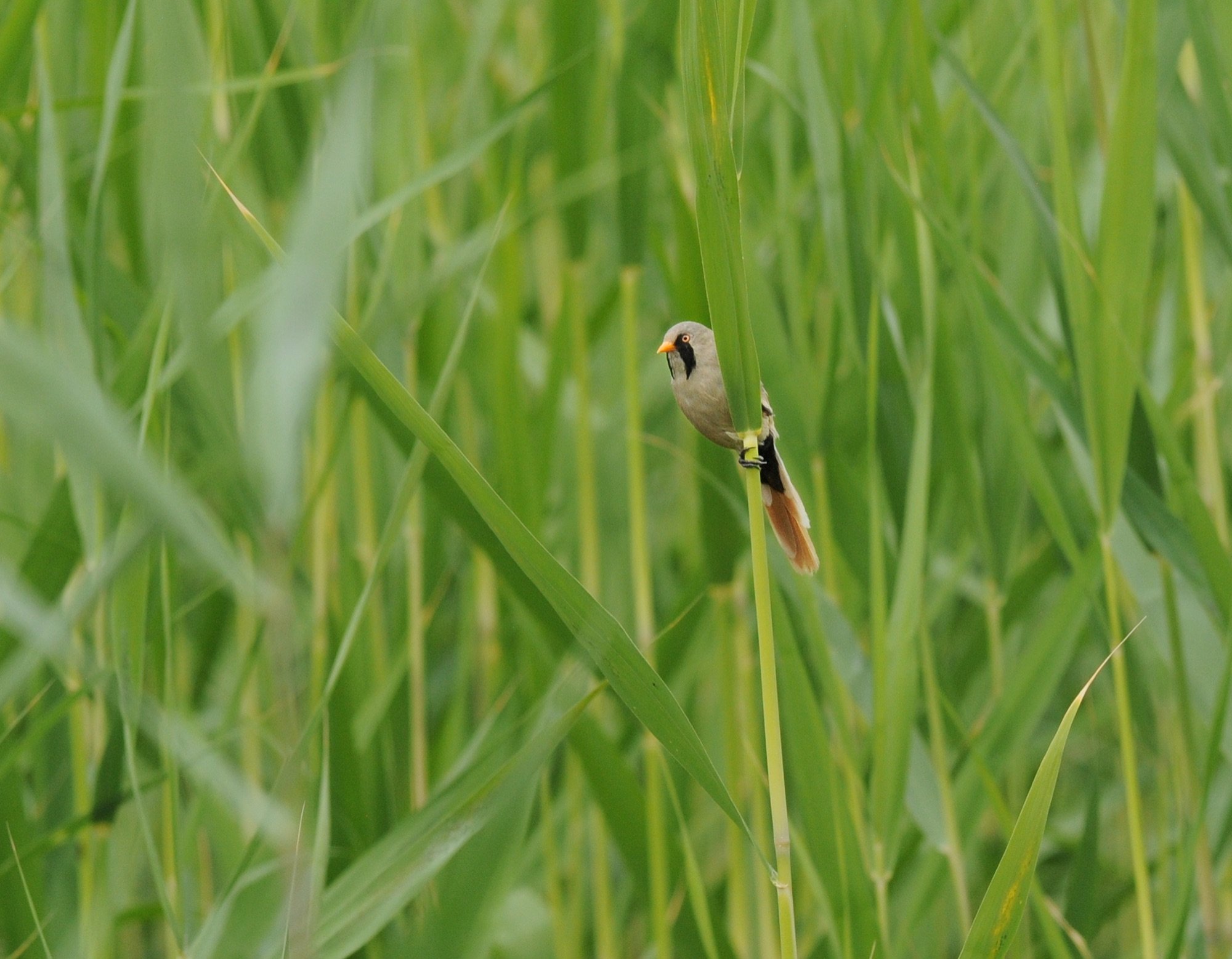 Bearded Reedling