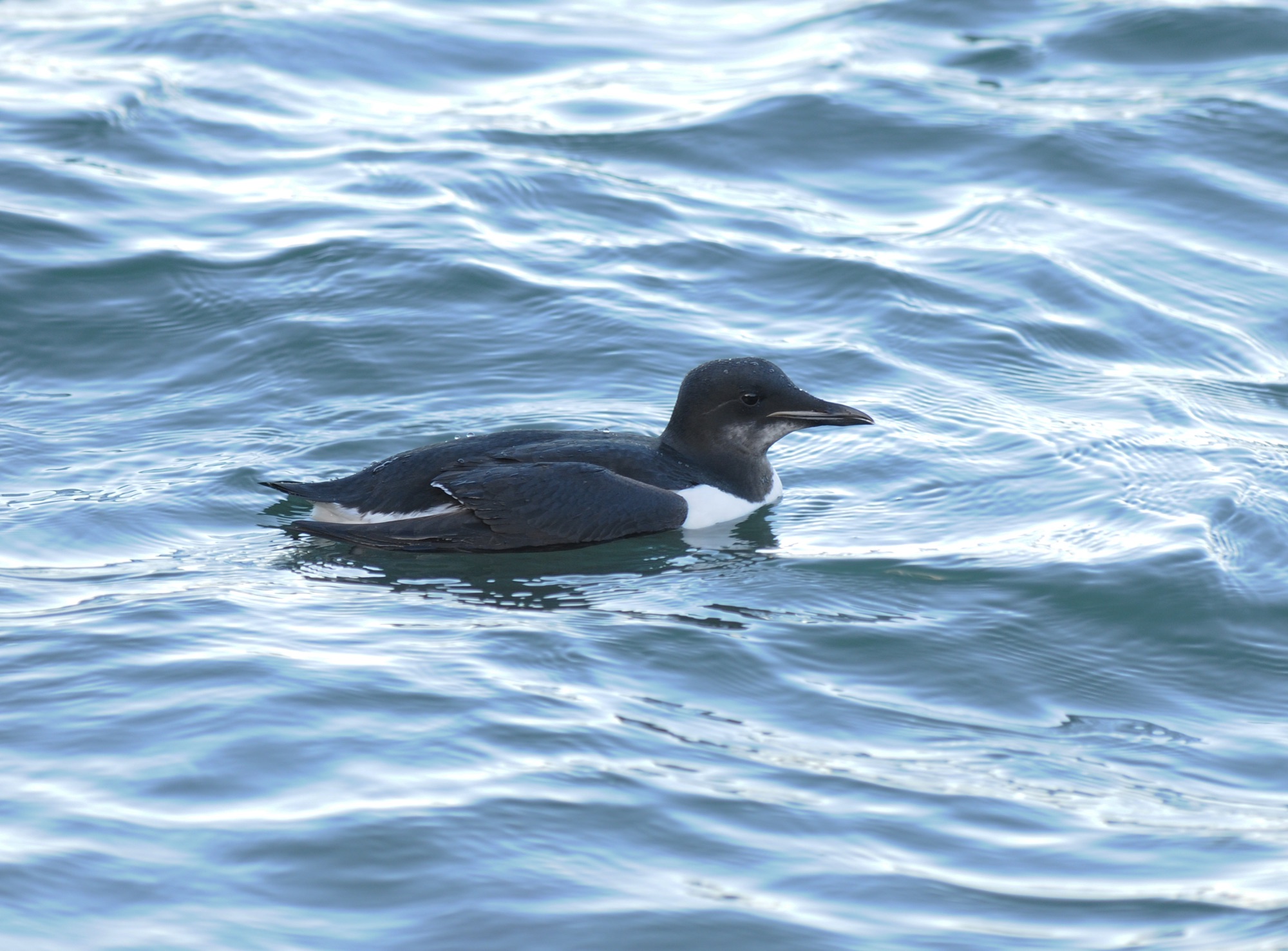 brunnich's guillemot
