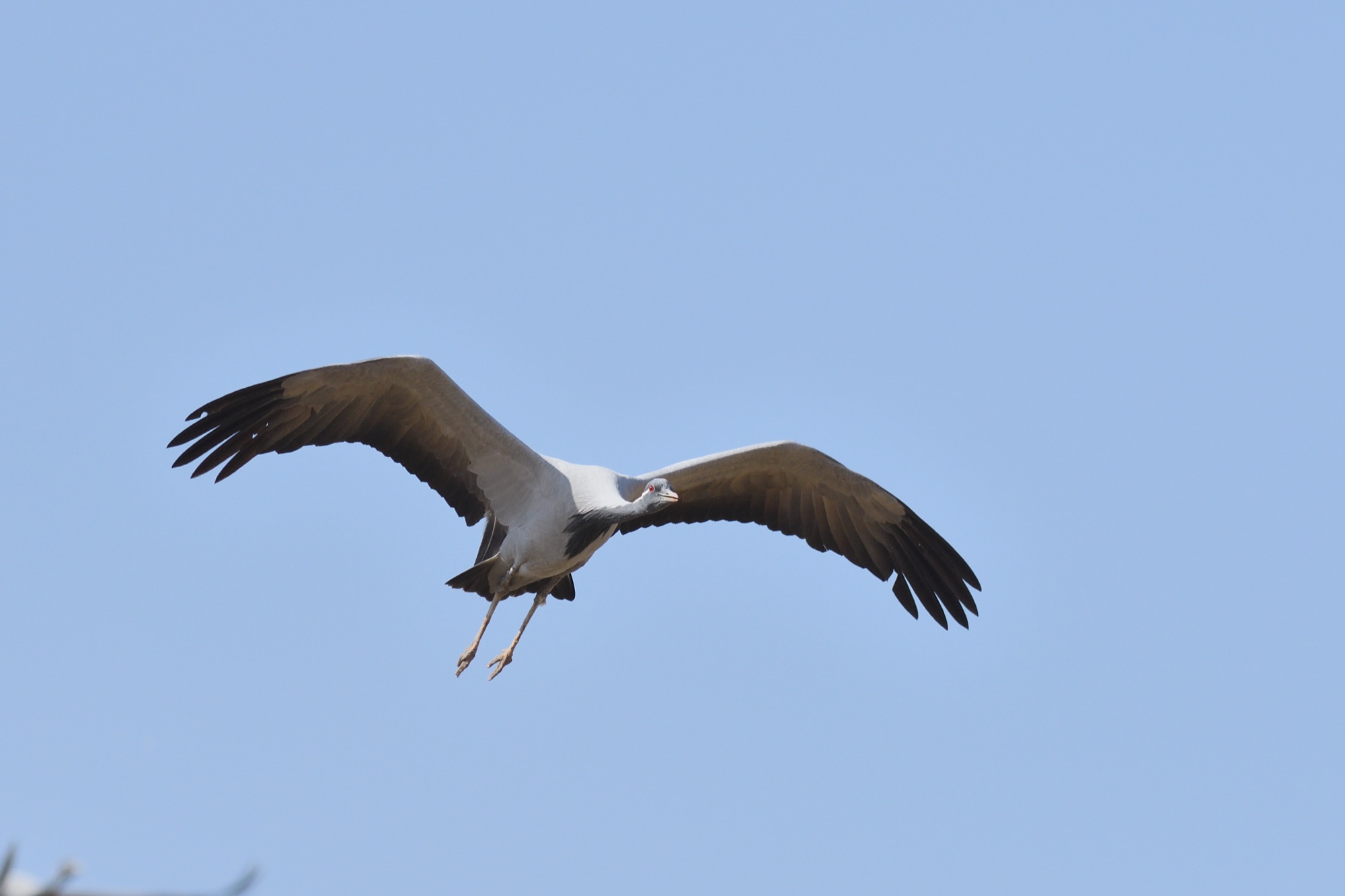 demoiselle crane