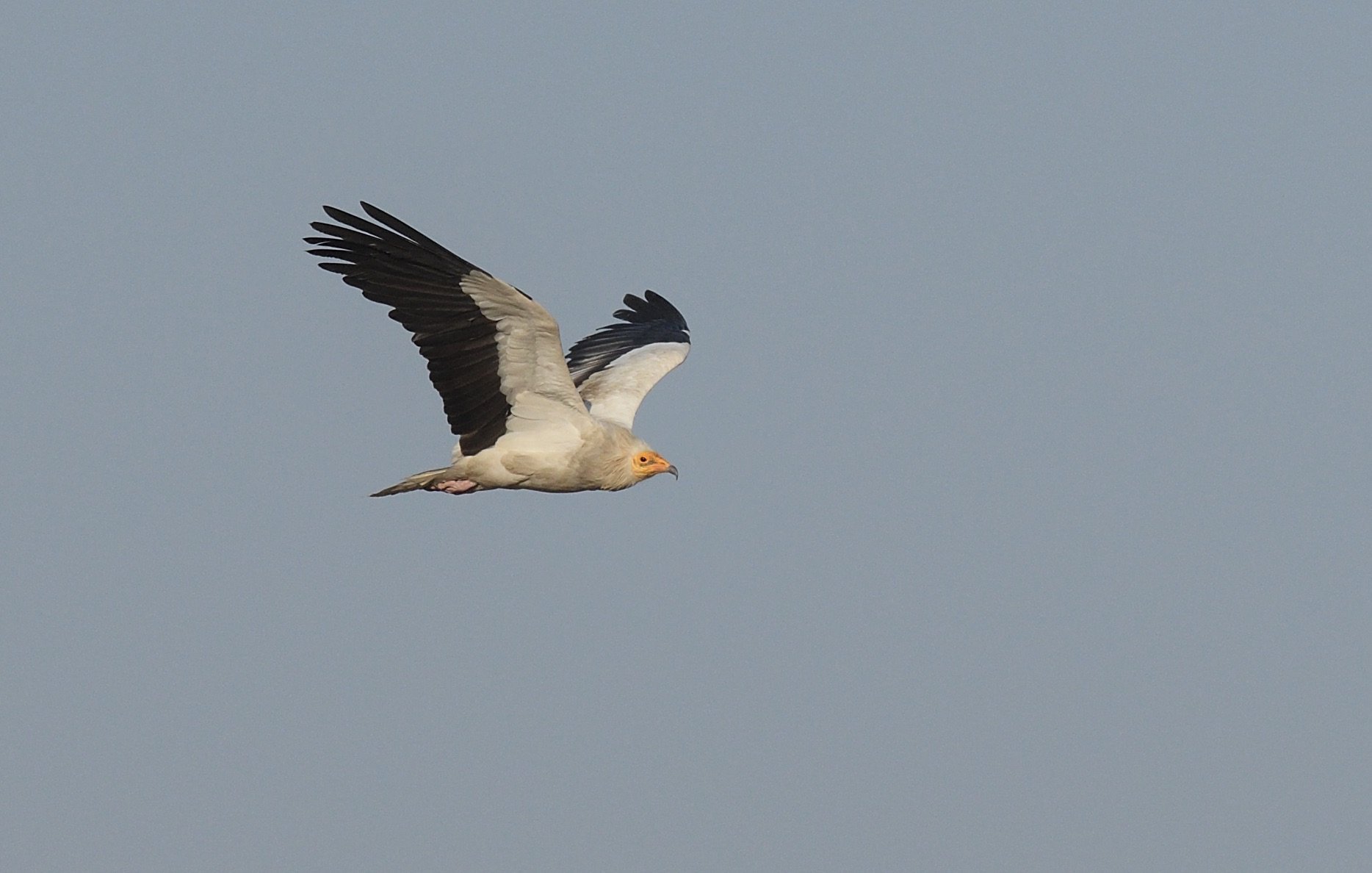 egyptian vulture