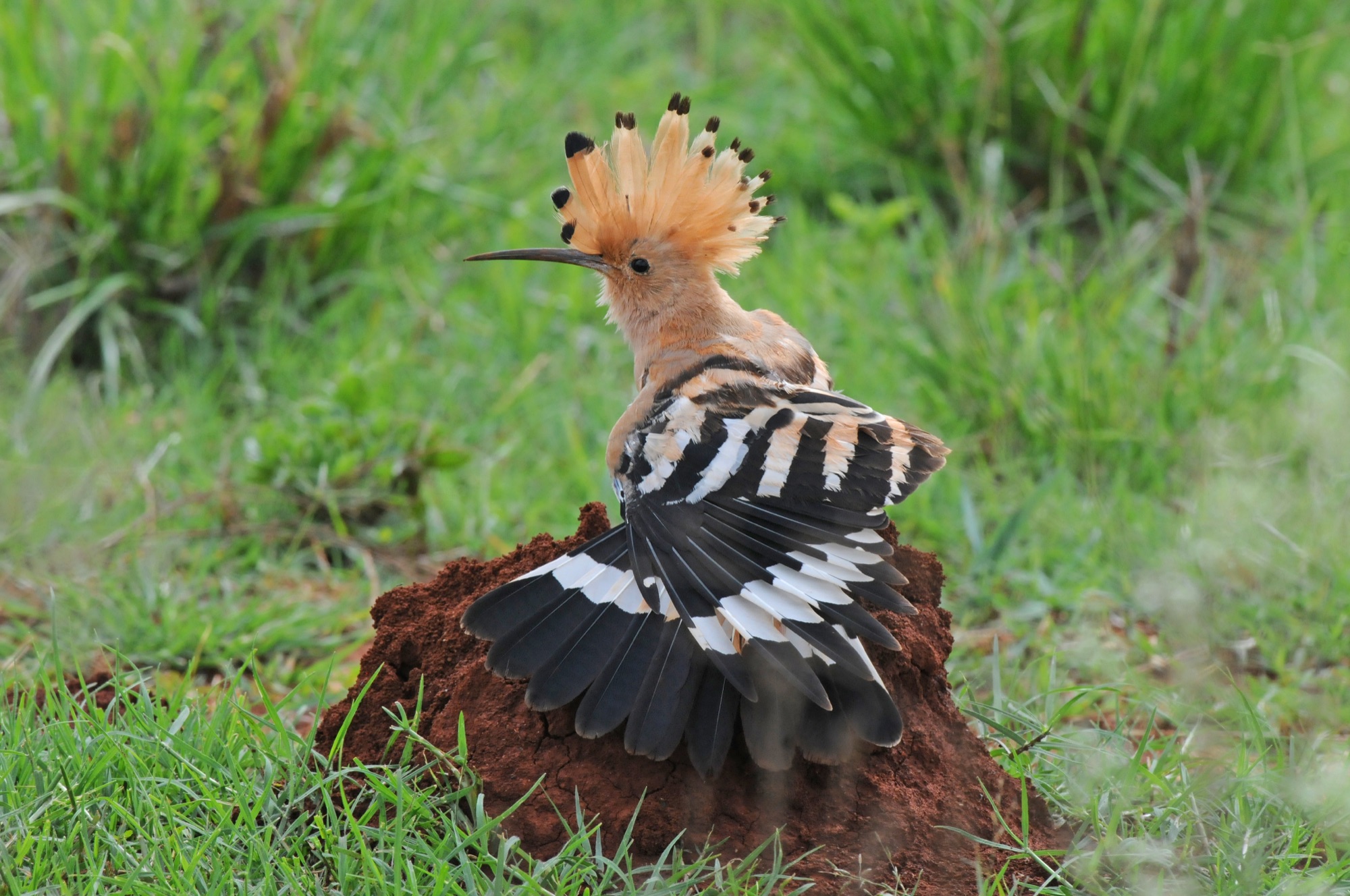 eurasian hoopoe