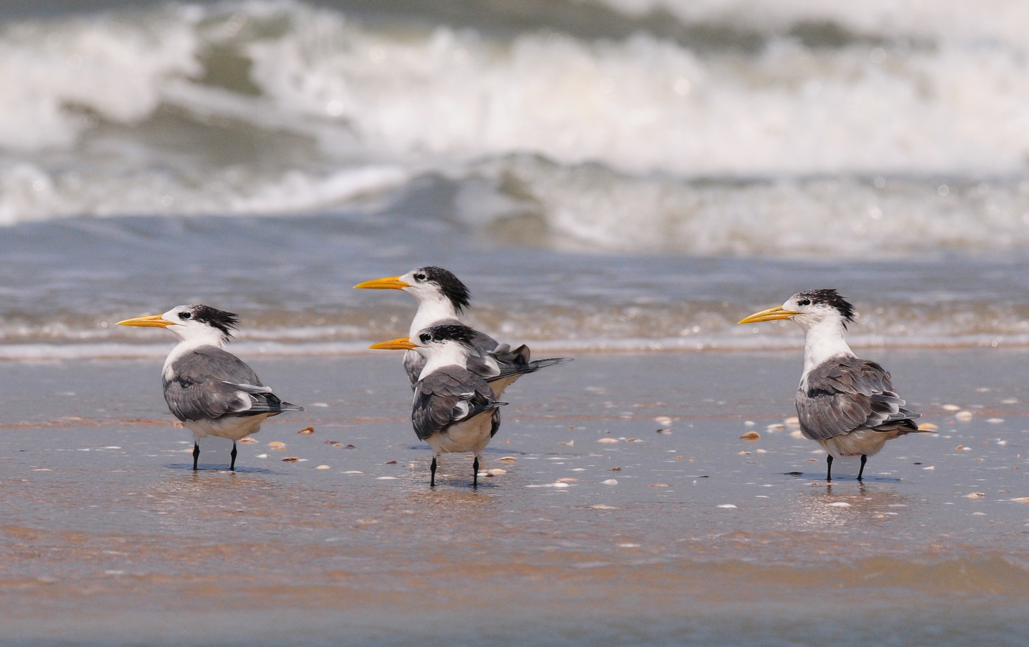 Great Crested Terns