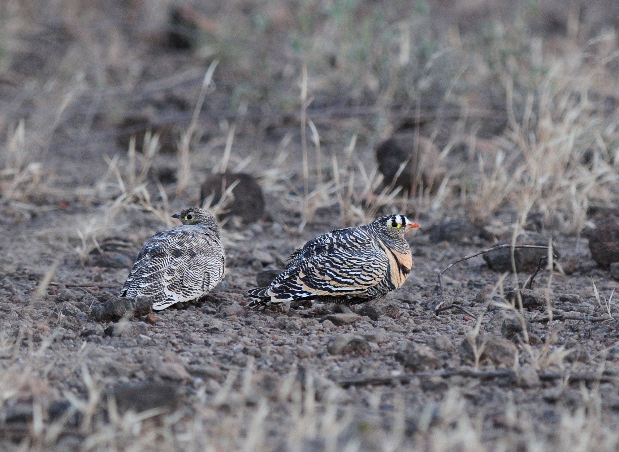 Lichtenstein's Sandgrouse