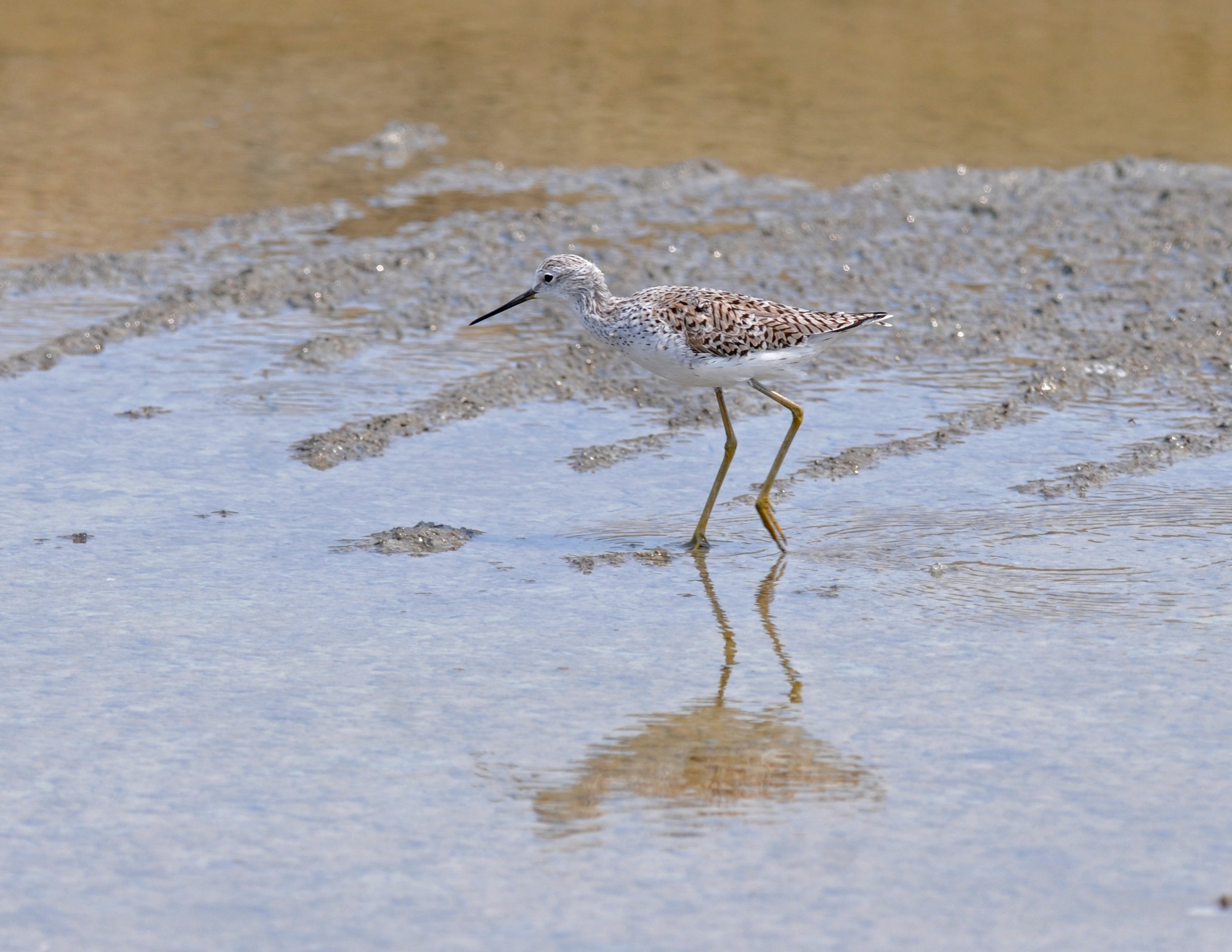 Marsh Sandpiper