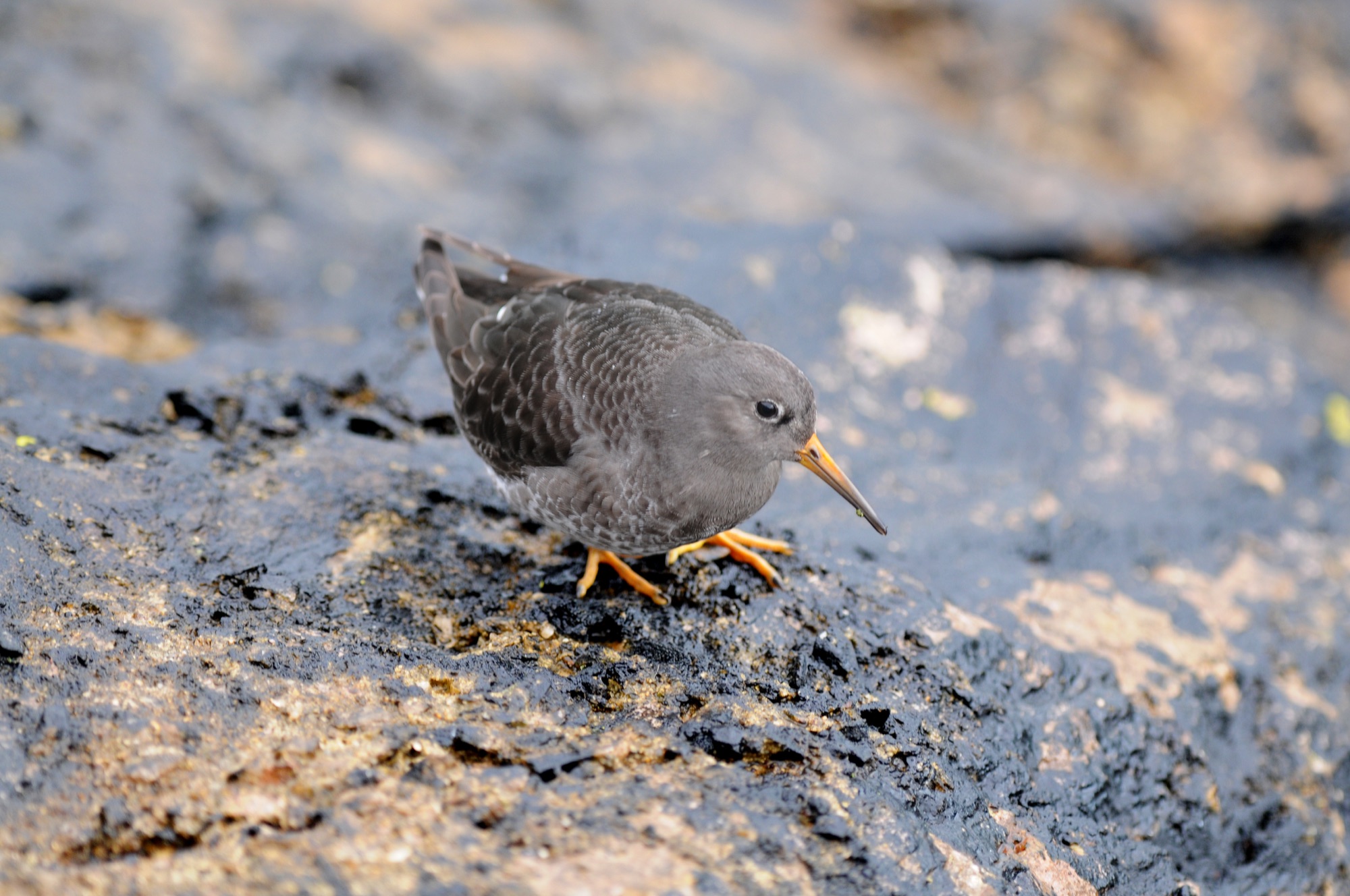 purple sandpiper