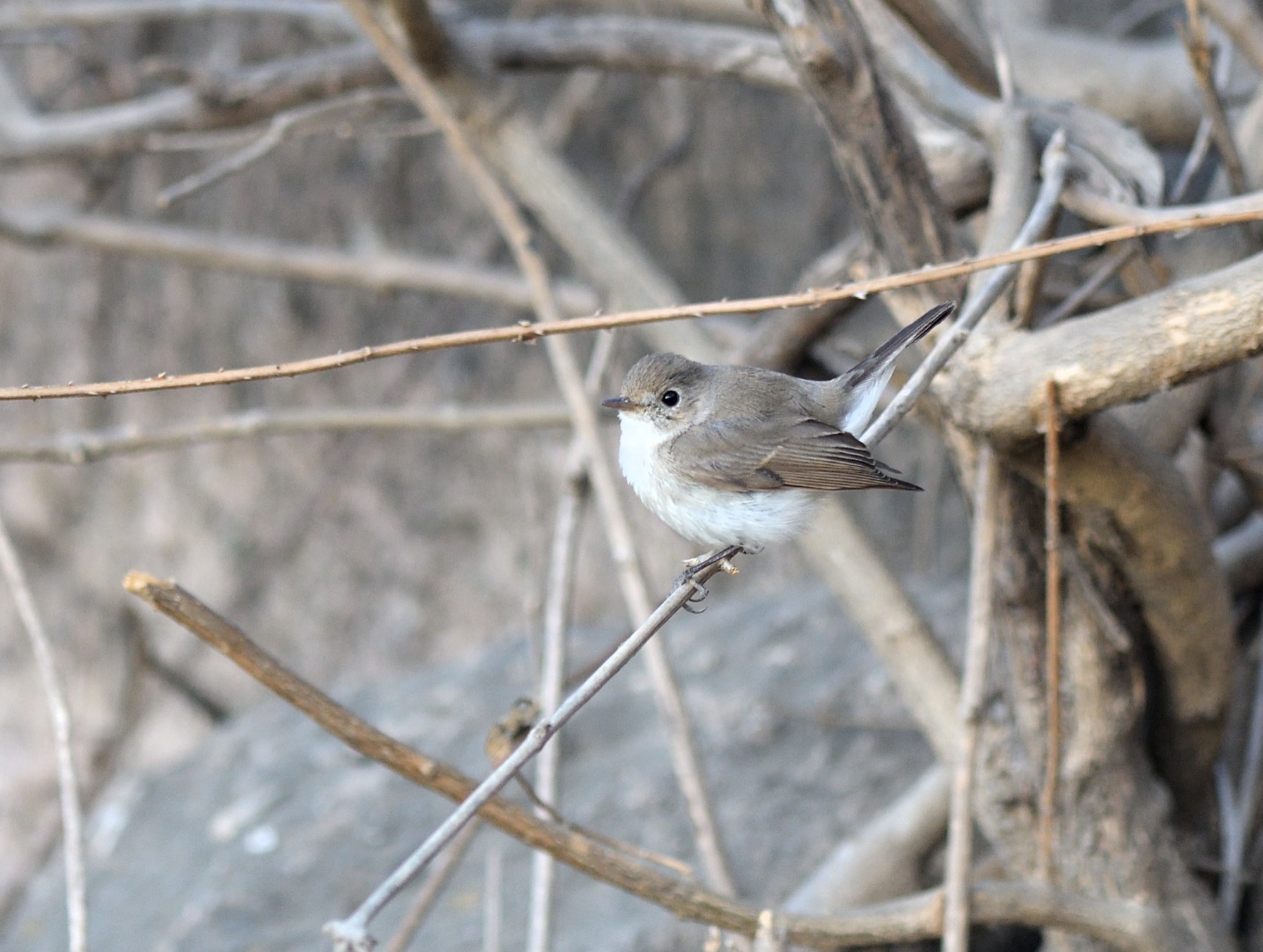Red-breasted Flycatcher