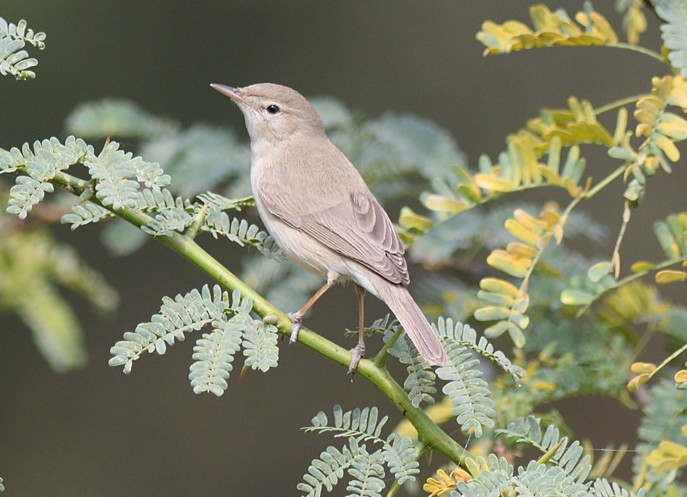 Sykes's Warbler