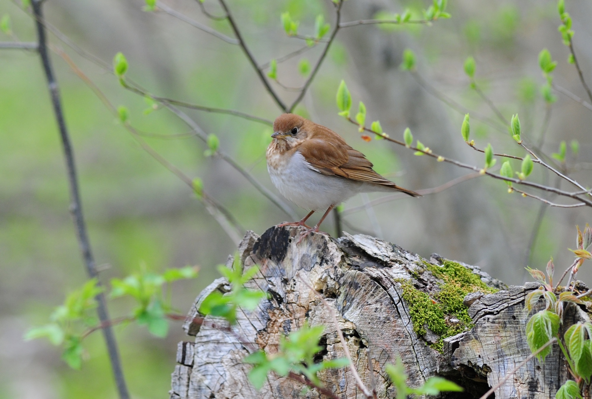 Veery