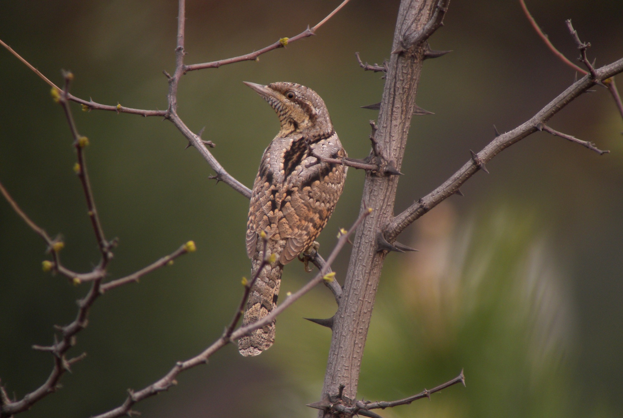 eurasian wryneck