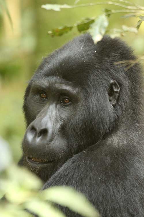 Mountain Gorilla