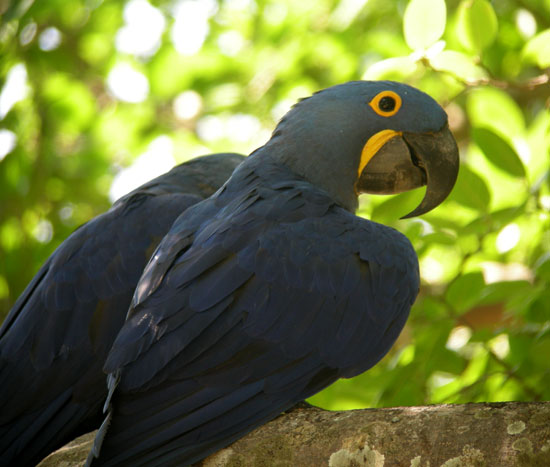 Hyacinth-Macaw-2