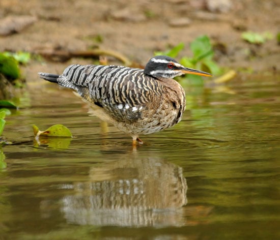 Sunbittern-3