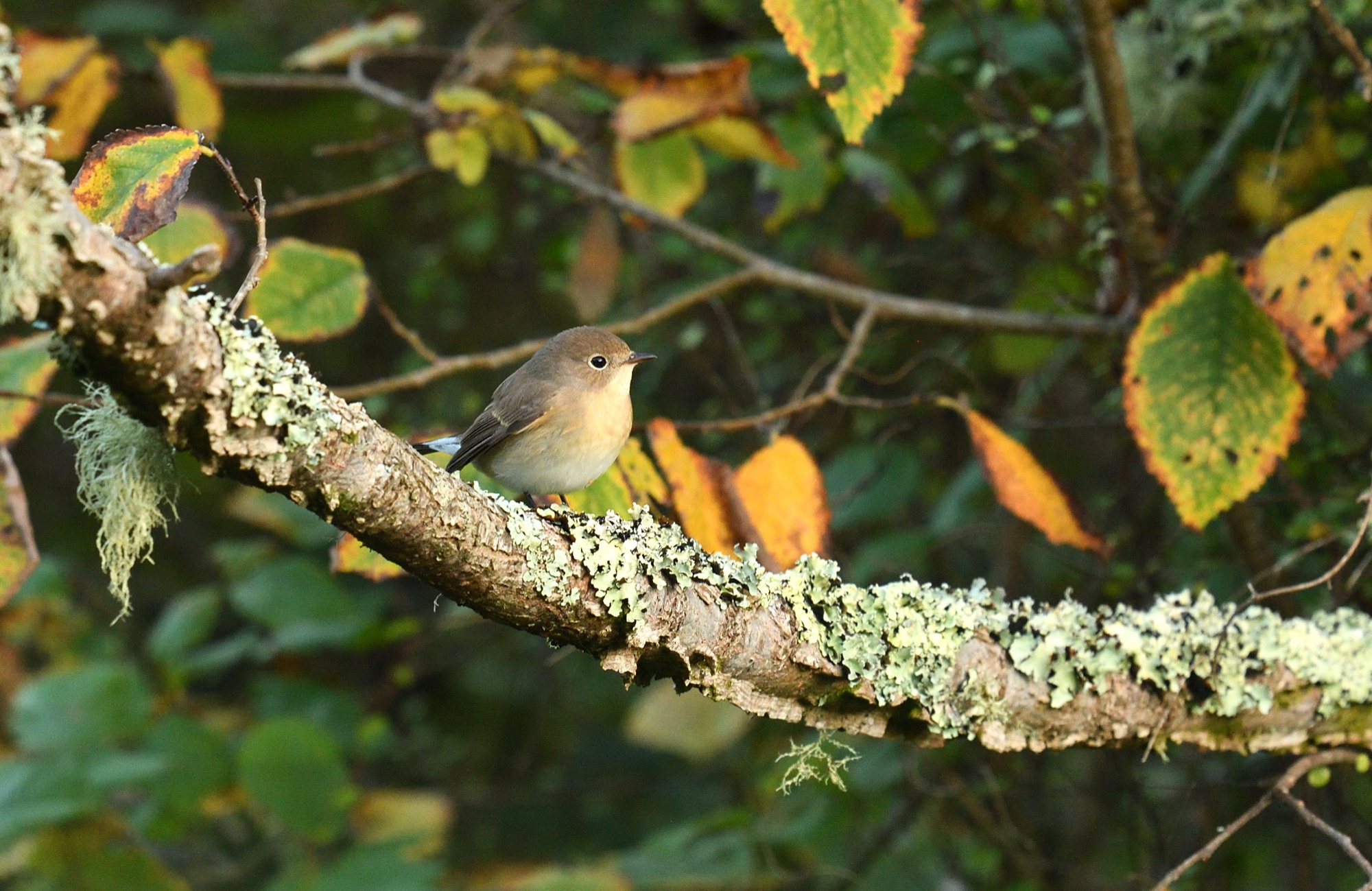 Red-breasted Flycatcher