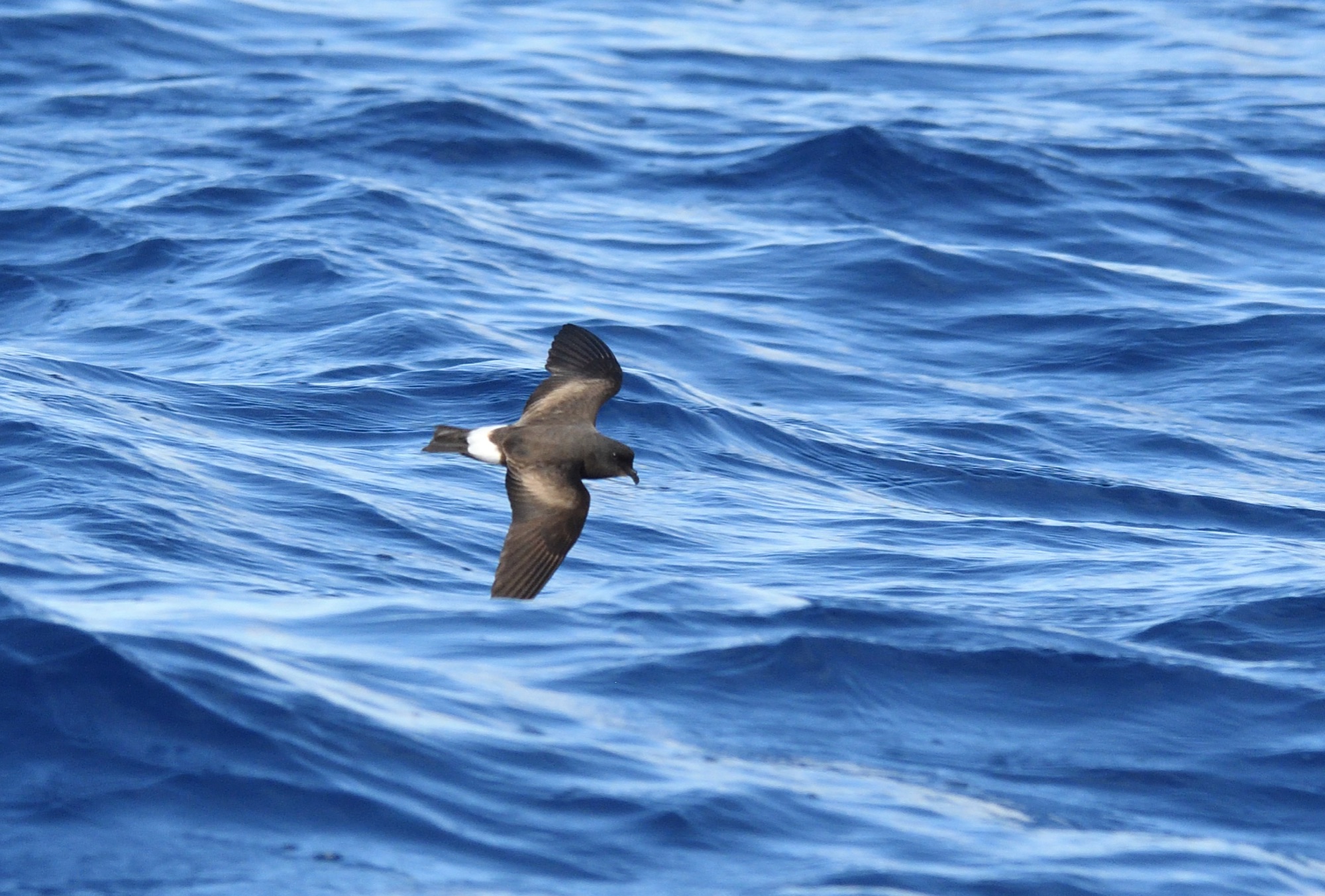 monteiro's strom petrel