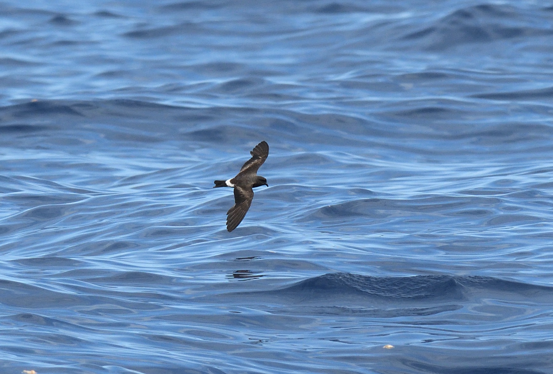 monteiro's storm petrel