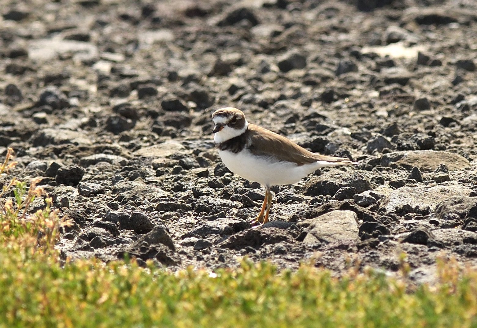 semipalmated plover