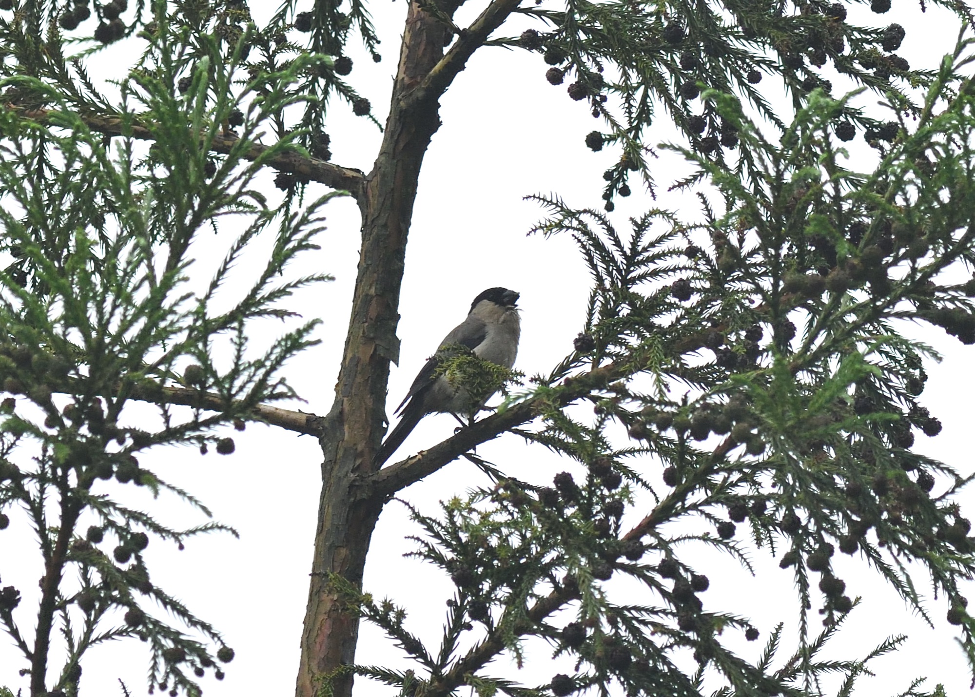 azores bullfinch