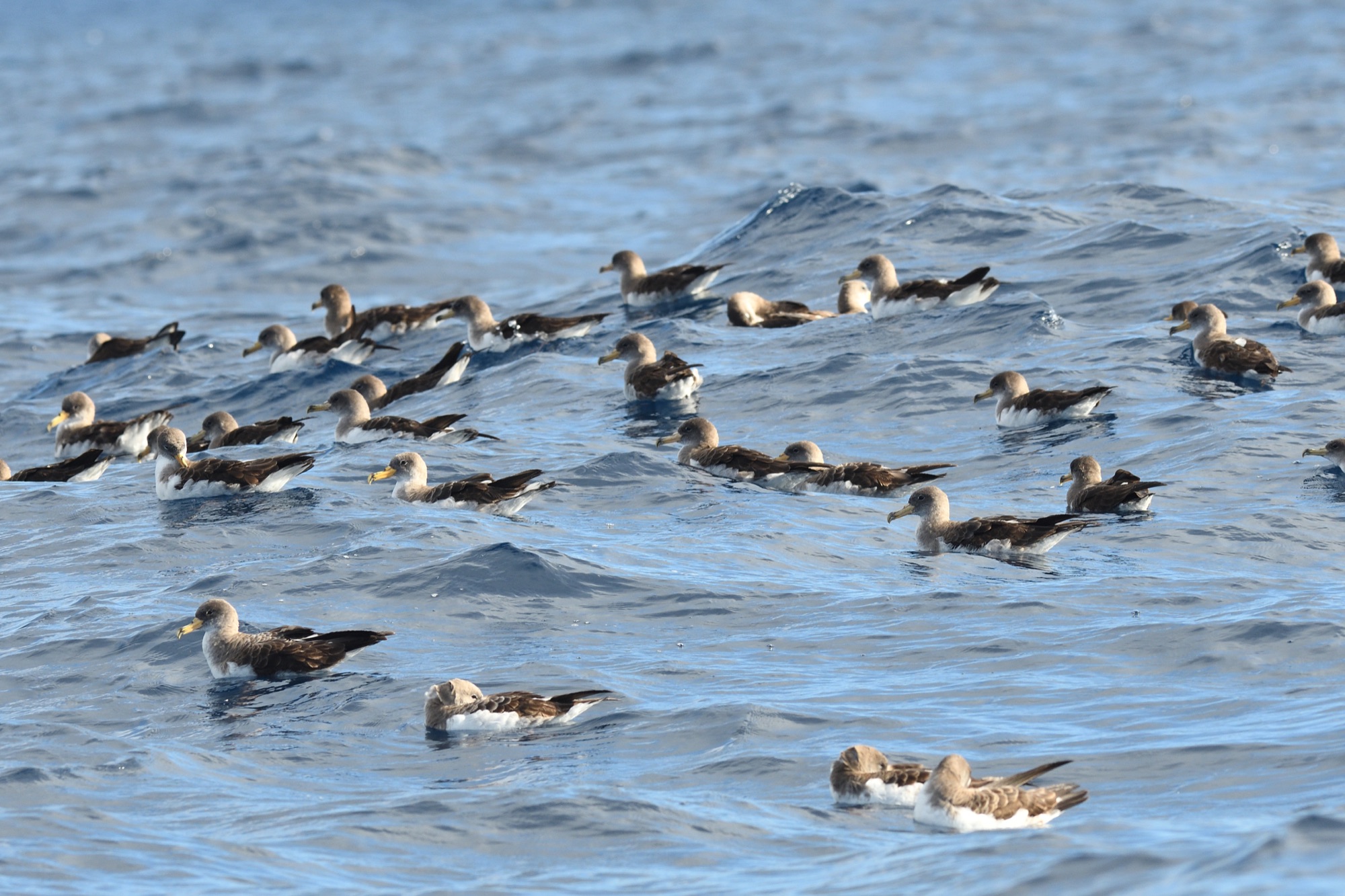 Cory's Shearwater