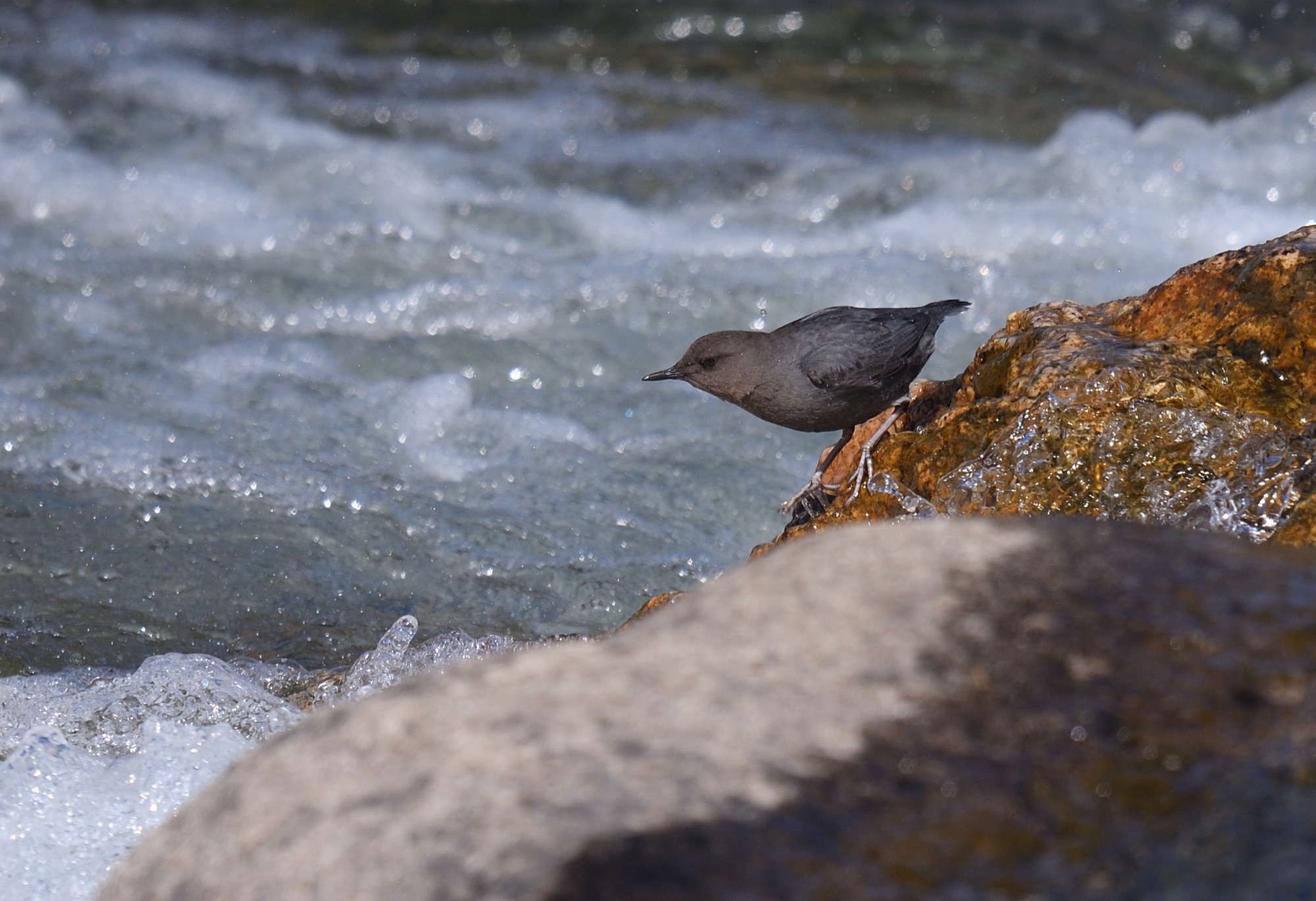 American Dipper