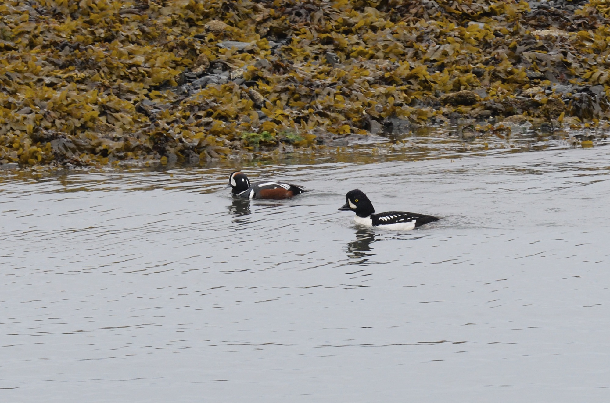 Barrow's Goldeneye