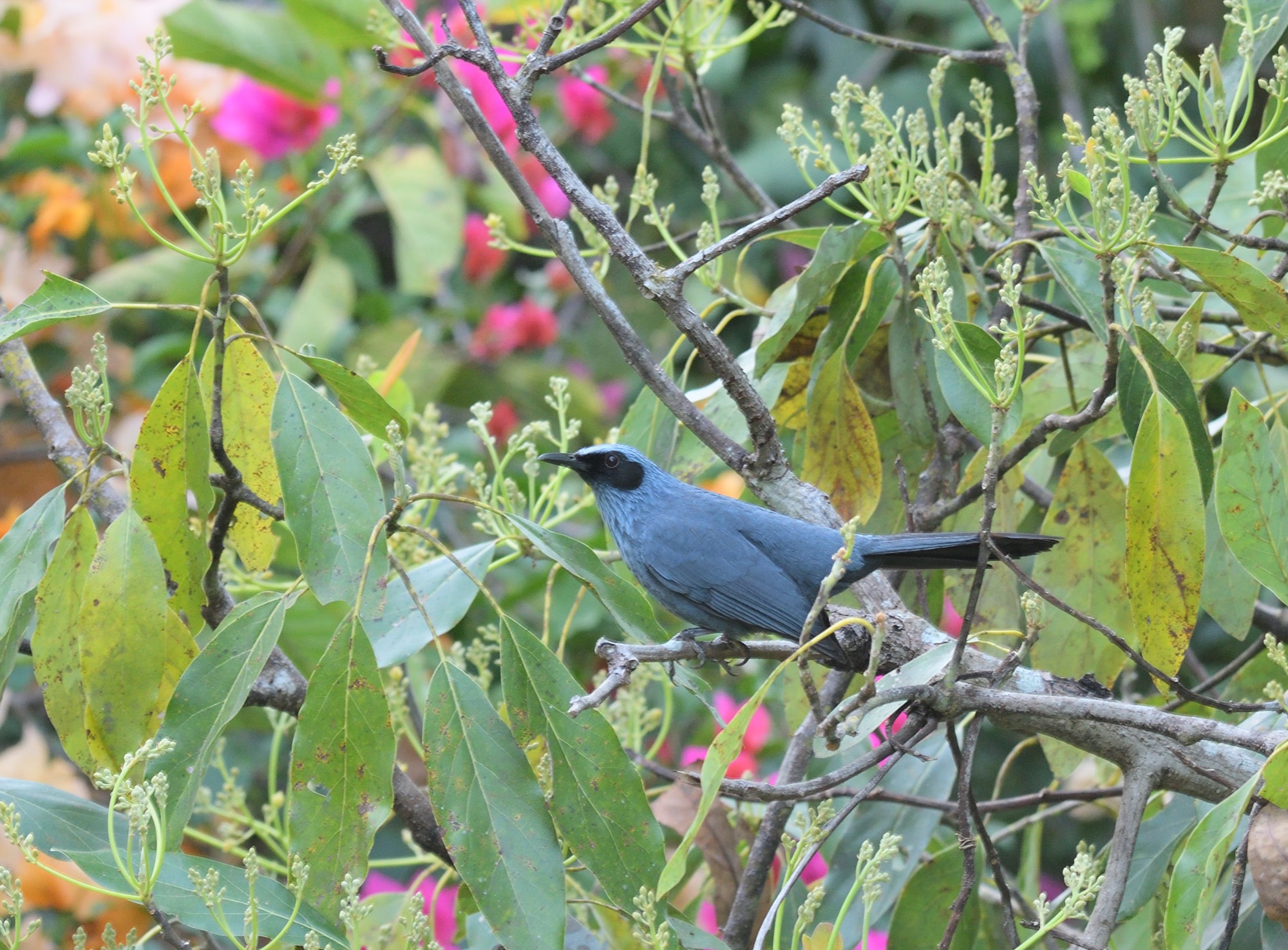 blue mockingbird