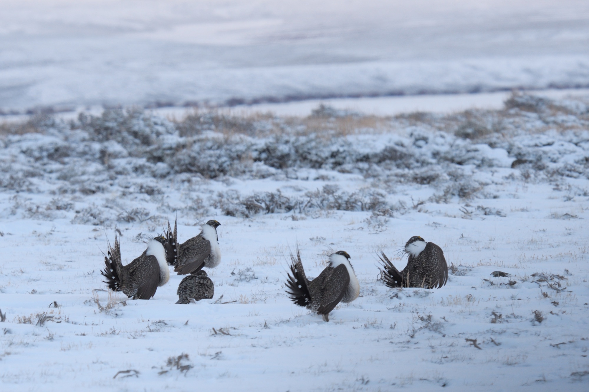 greater sage grouse
