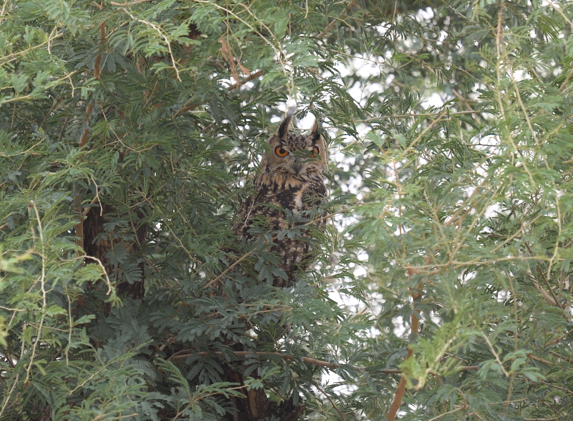 indian eagle owl