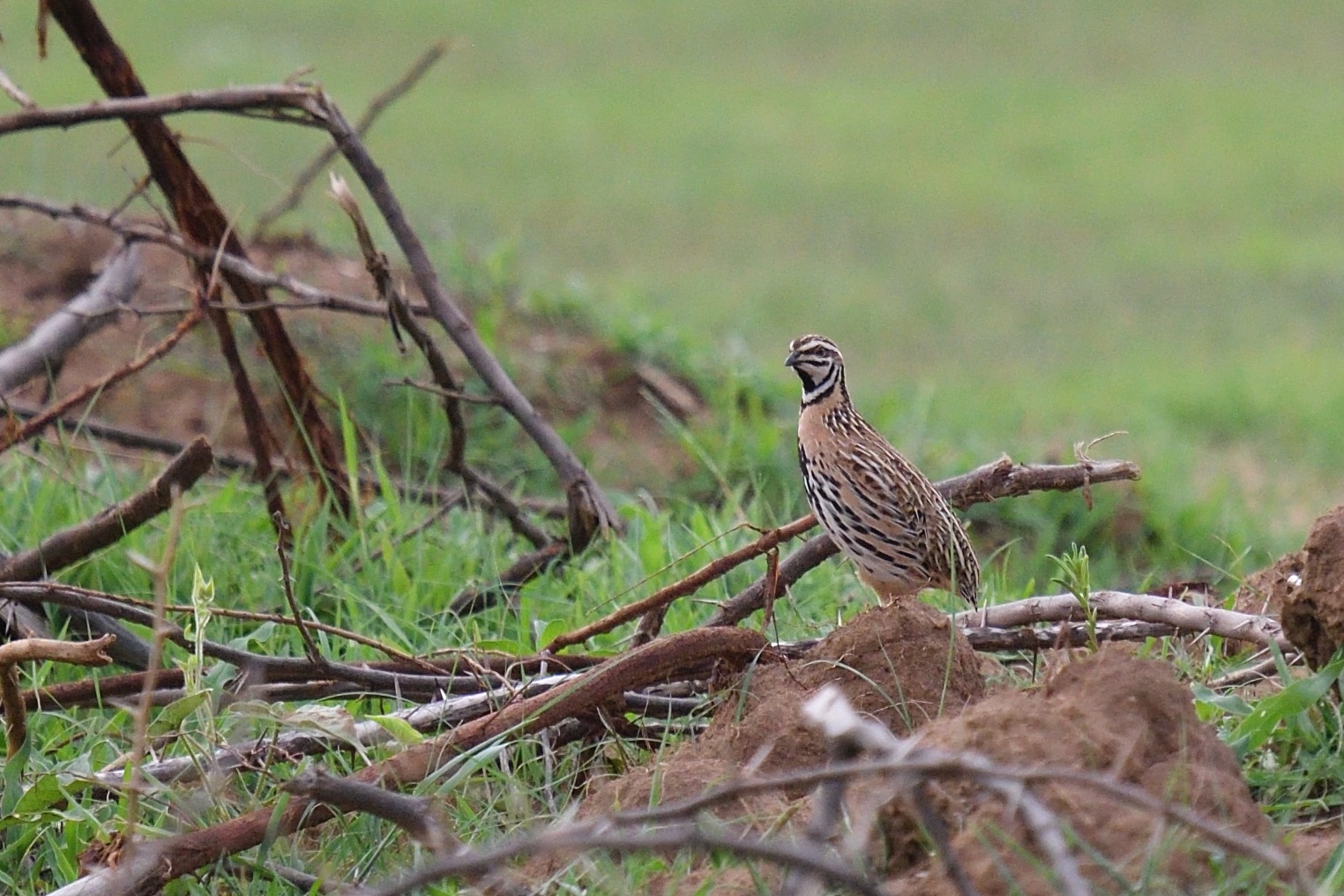 Rain Quail