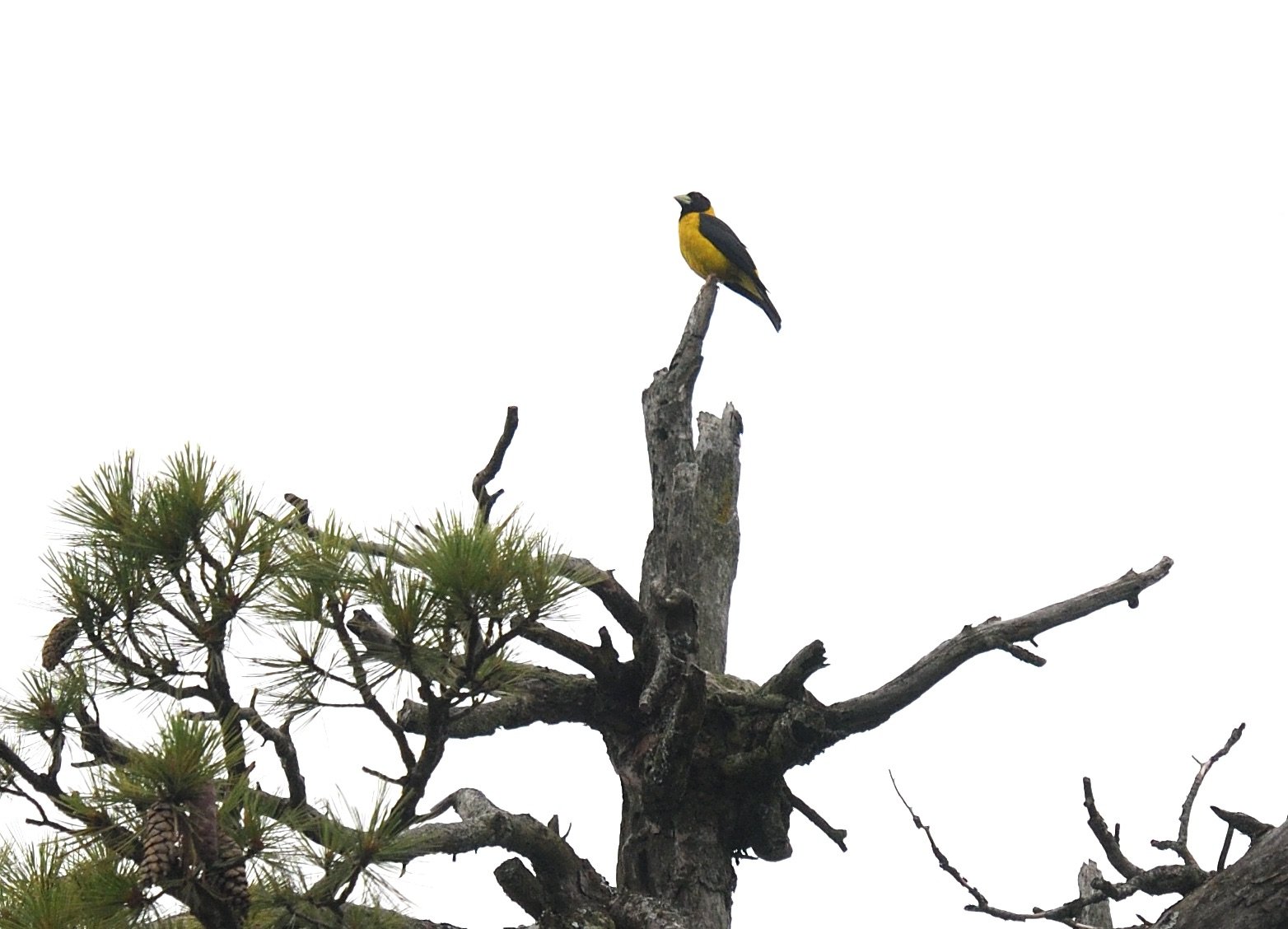 Black-and-yellow Grosbeak