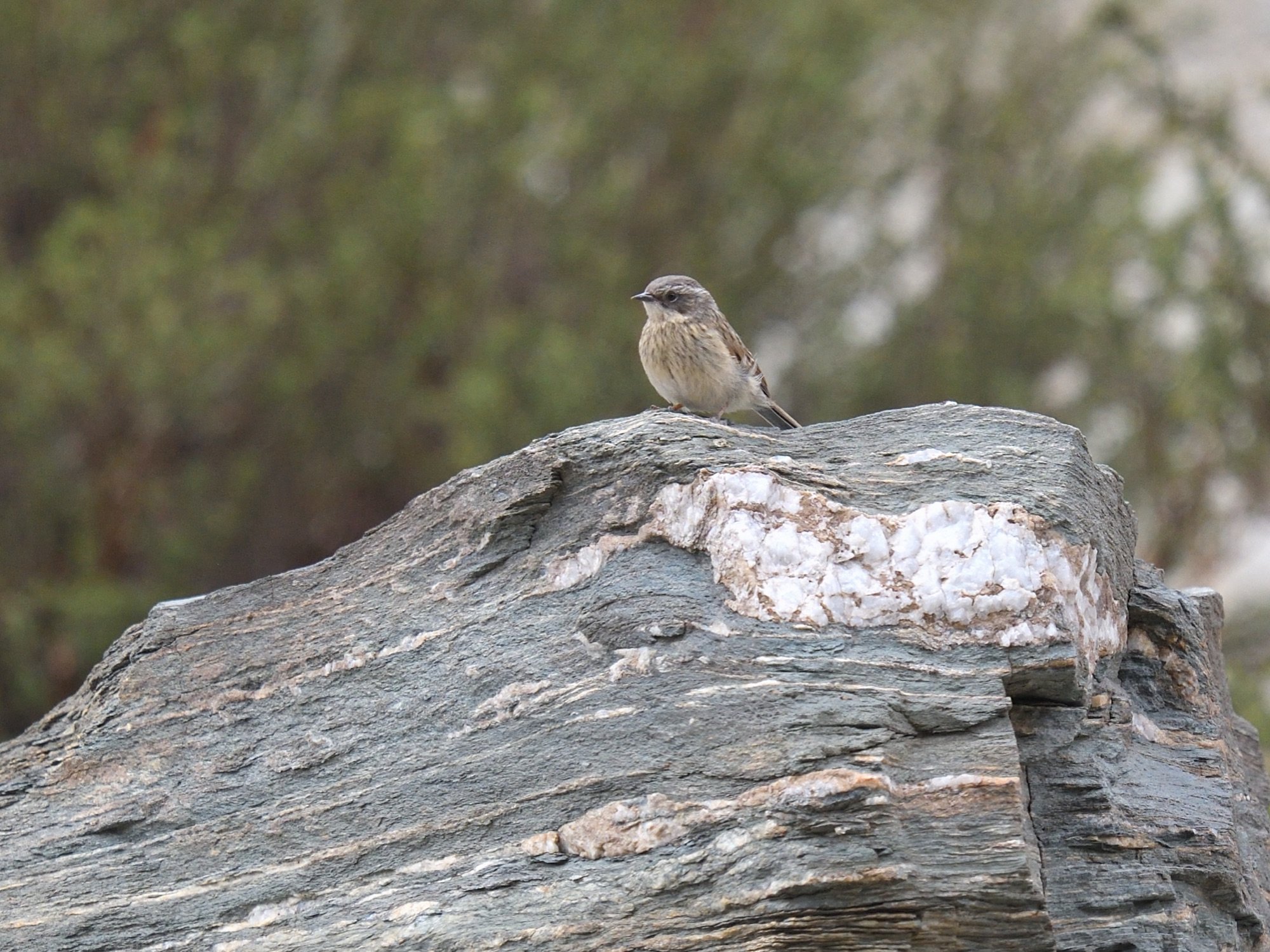 brown accentor
